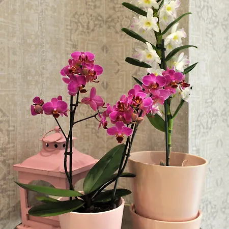 Bajamonti 5 Luxury Split